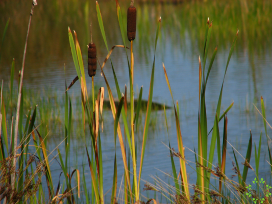 Typha latifolia