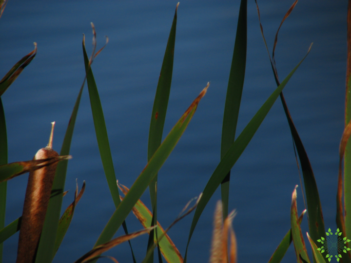 thypha--720x540 Typha latifolia