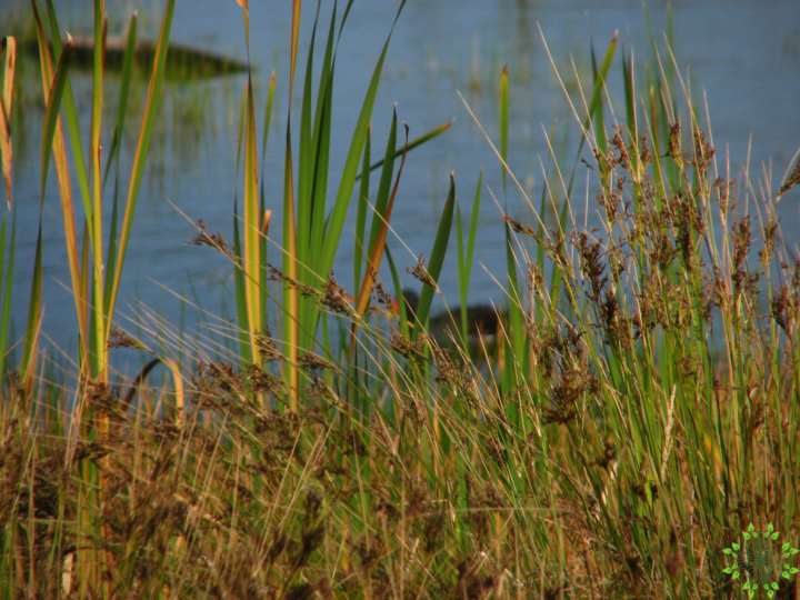 thypha-1-720x540 Typha latifolia