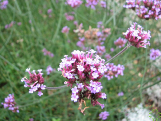 Verbena