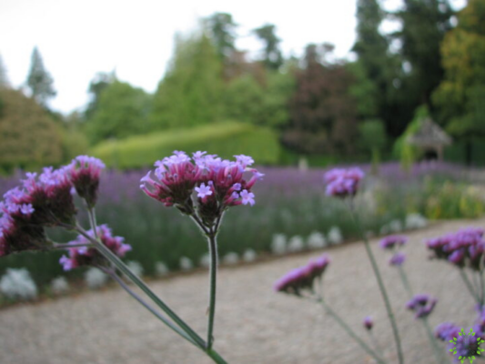 verbena-3-1-e1740946059890 Verbena Bonariensis